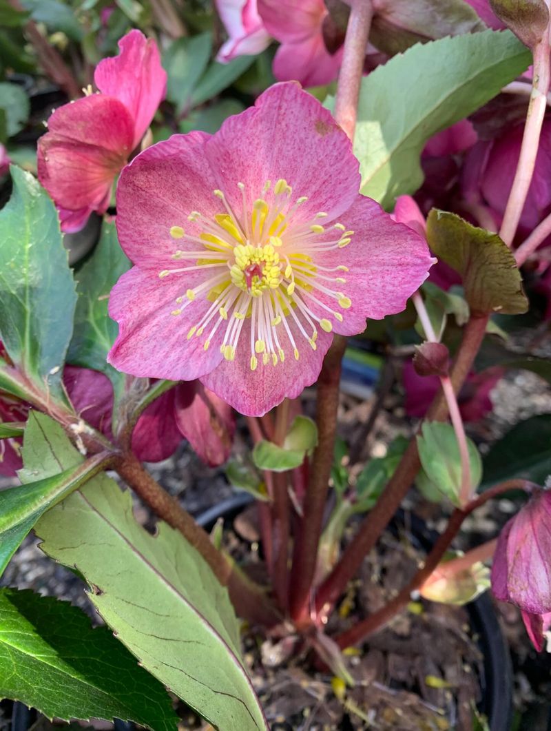 Drainage Matters More Than Temperature