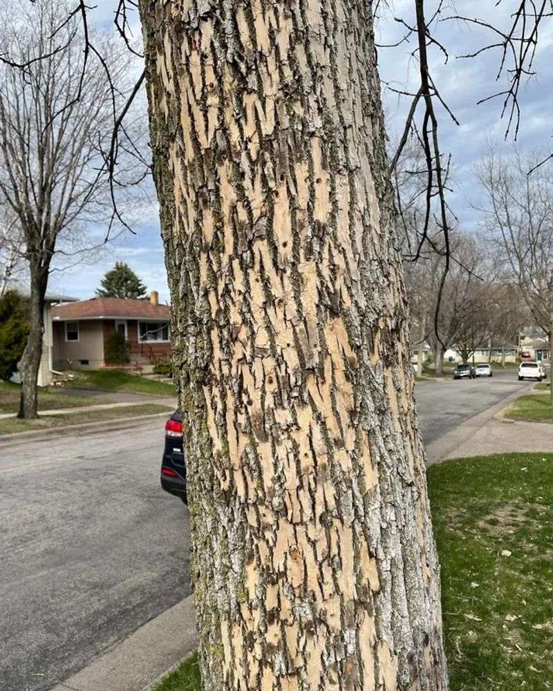 D-Shaped Exit Holes Appear On The Bark Surface