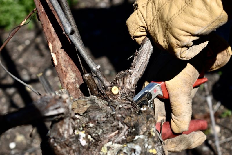 Winter Structure Is Easier To Correct On Muscadine Vines