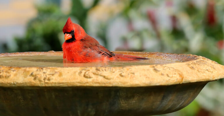 birdbath (featured image)