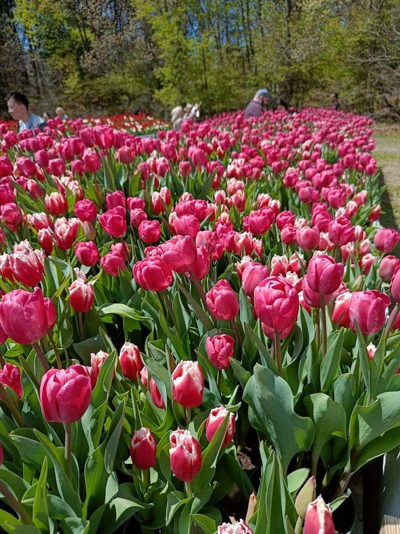 The Festival Is Held In Holland Michigan