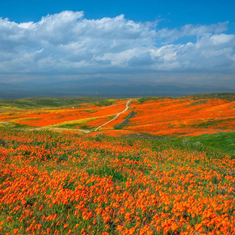 California's Golden Wildflower