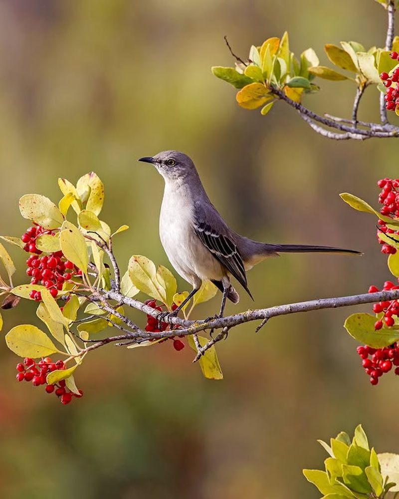 Why Birds Are Drawn To Toyon Year-Round