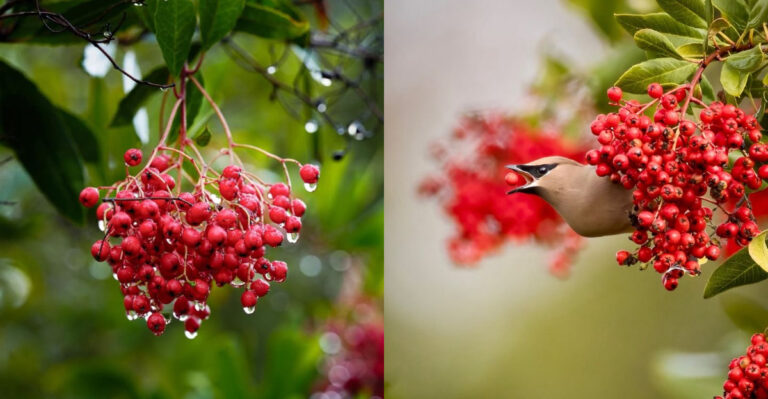 toyon and bird