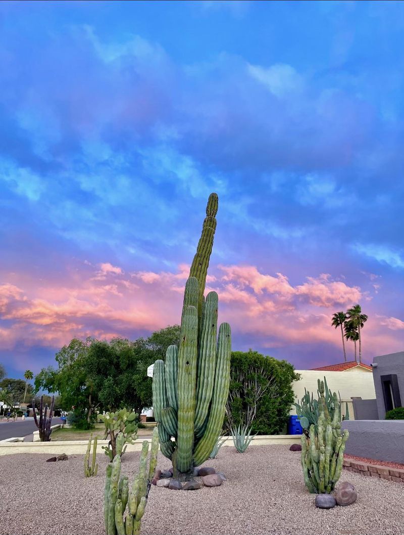Why This Desert Giant Only Thrives In Southern Arizona