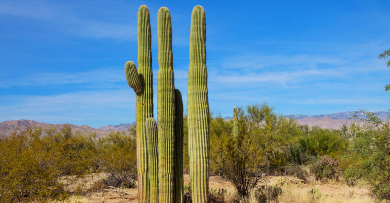 cactus (featured image)