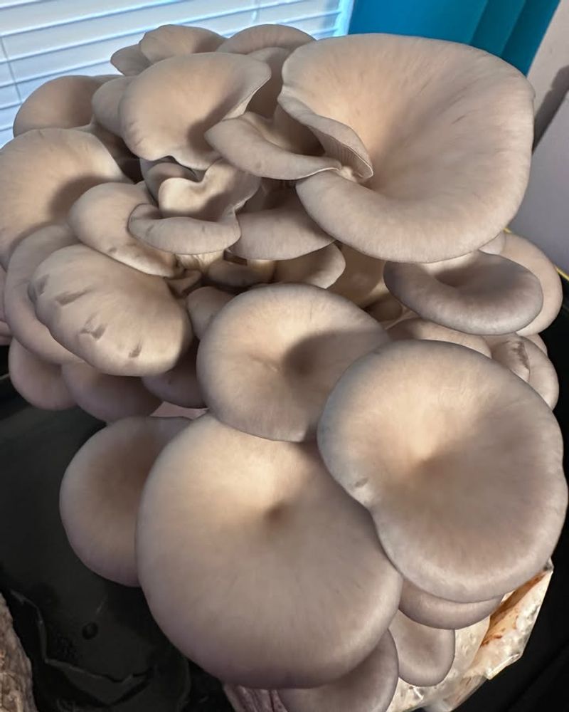 Understanding Why Snow Oyster Mushrooms Thrive Indoors In Ohio