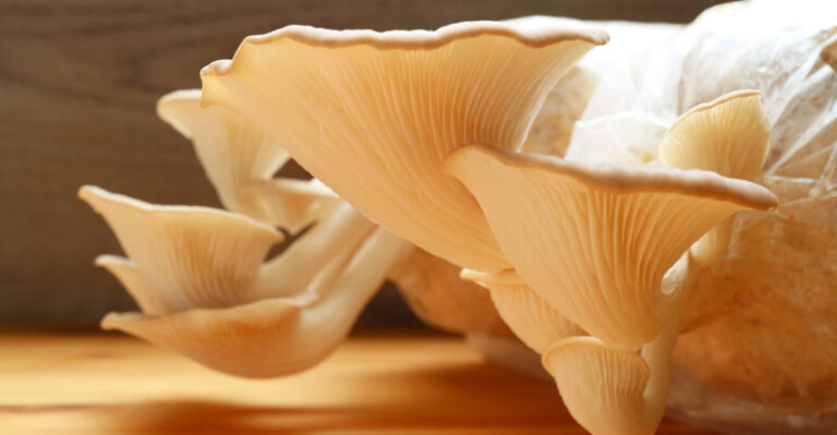 This Easy Indoor Method Helps Ohio Gardeners Grow Snow Oyster Mushrooms At Home