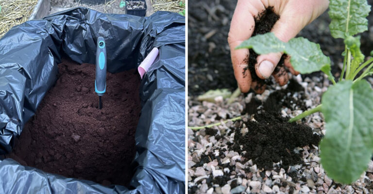 coffee grounds in a bin and around the plant