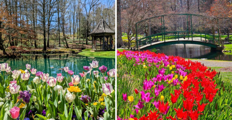 This Garden In Georgia Blooms With Over 20 Million Daffodils Each Year