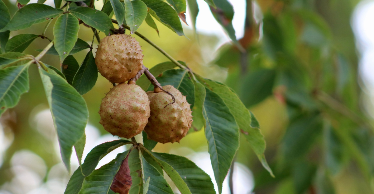 ohio buckeye tree