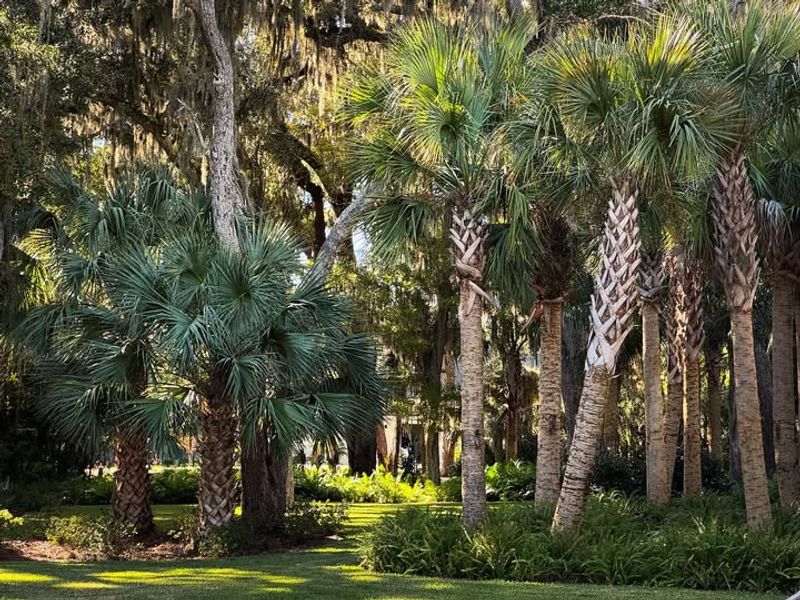 Cabbage Palms Became A Landscape Staple Across Florida