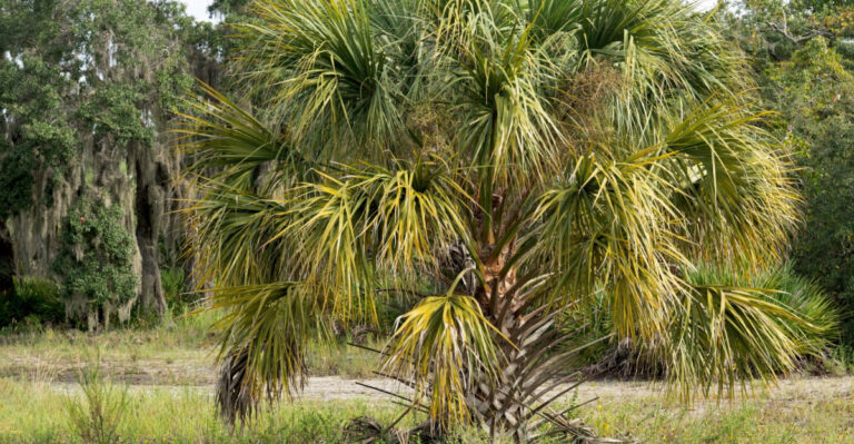 cabbage palm