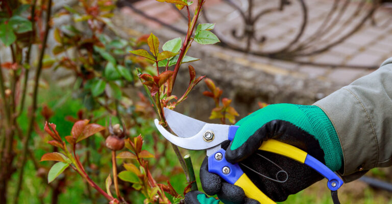 pruning roses