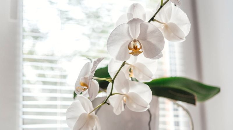 Bright Light Makes Winter Blooms Possible