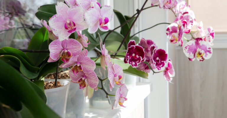 blooming orchids