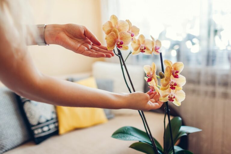 caring for orchid