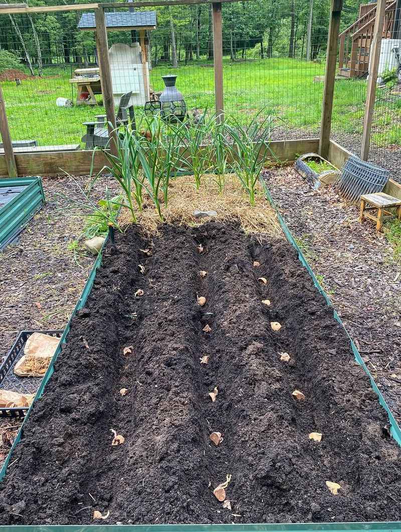 Plant In Late Winter Or Potatoes Will Struggle In Arizona's Heat