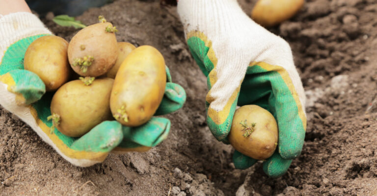 planting potatoes (featured image)