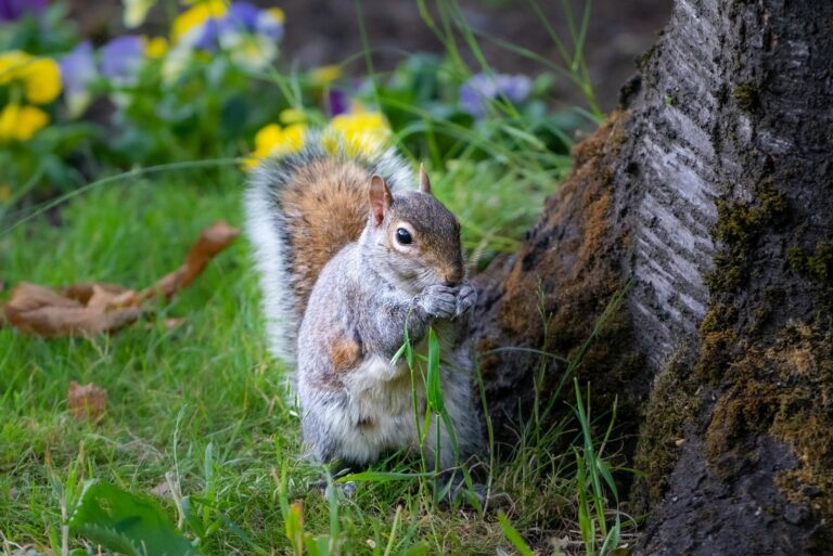 squirrel in garden