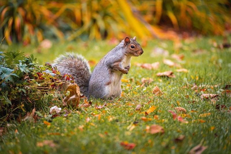 Why Squirrels Can Be A Problem In Texas Gardens?