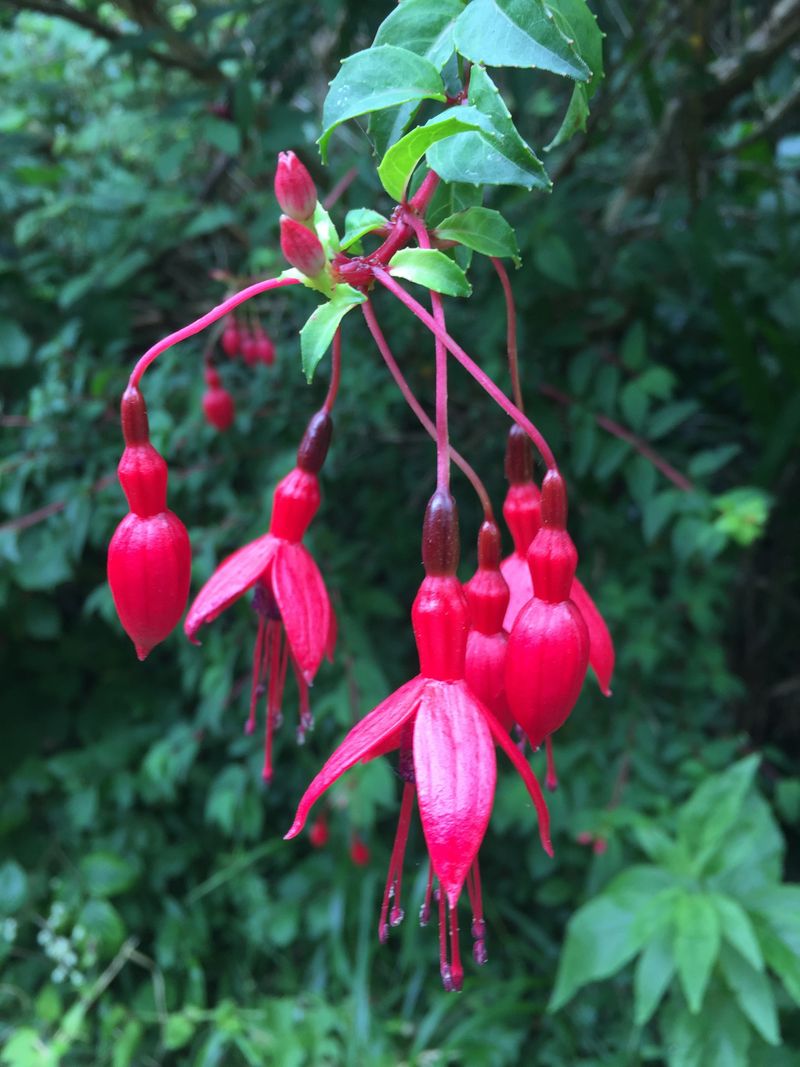 Choose The Right Fuchsia Variety