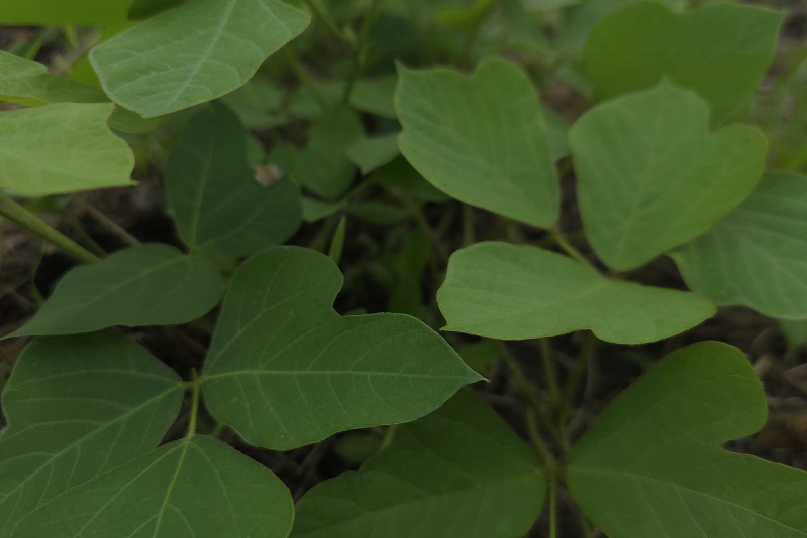 kudzu leaves