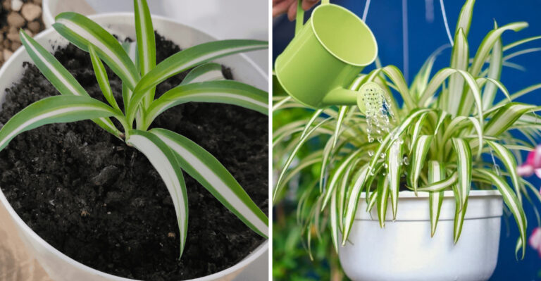 spider plant