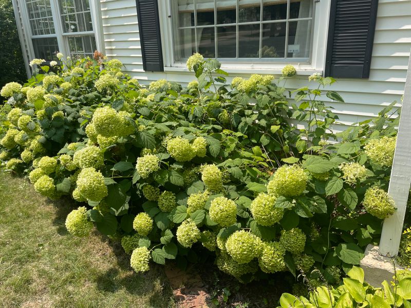 Strong Blooms Start With Smart Cuts