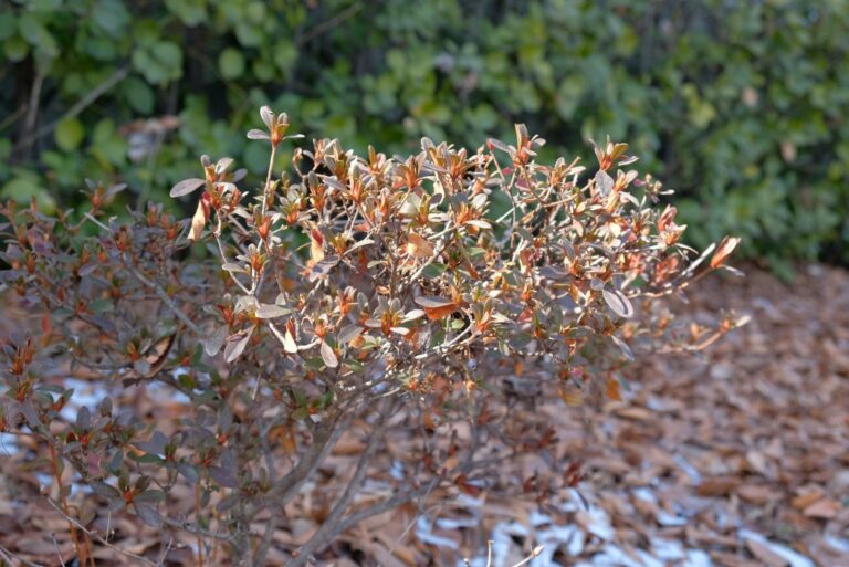 winter damaged azalea