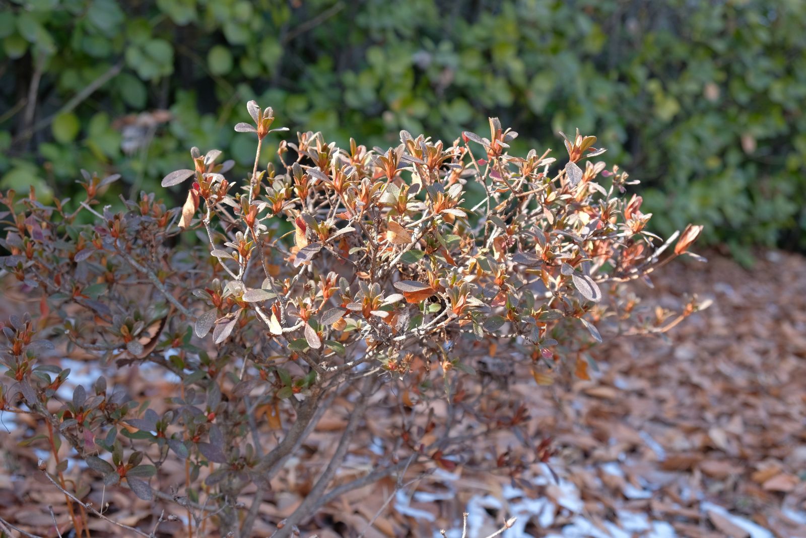 winter damaged azalea