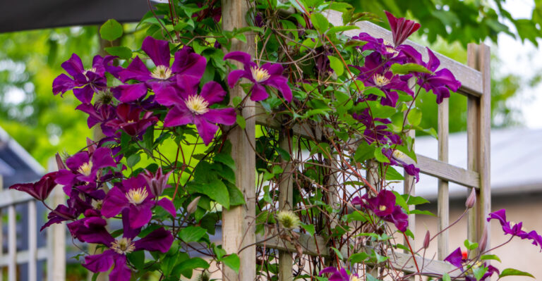 clematis trellis