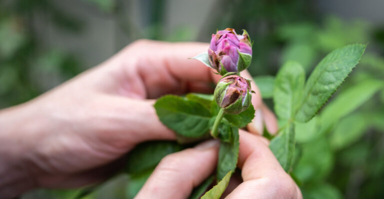 damaged rose bud
