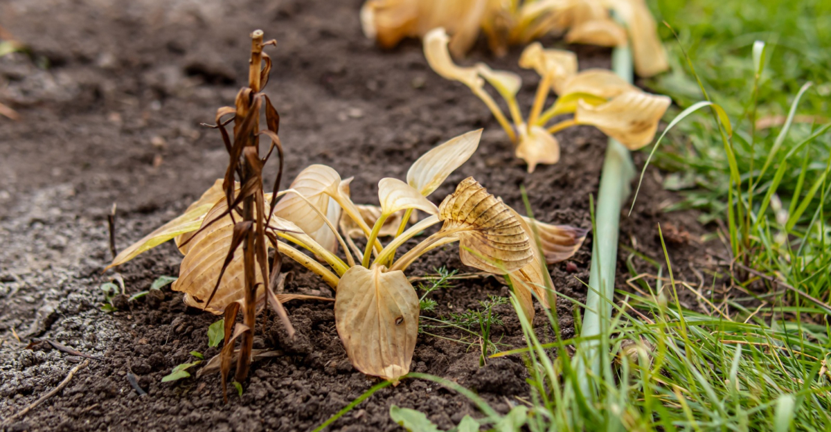 damaged hosta