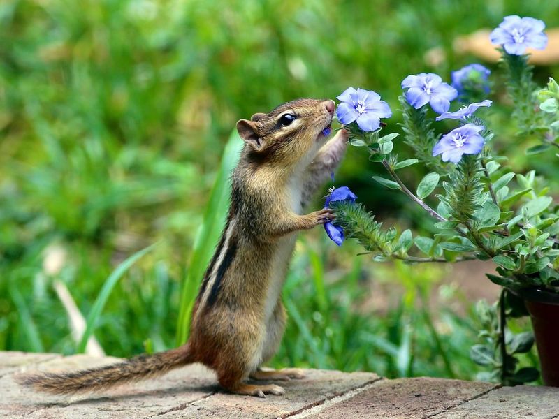 Why Chipmunks Love Your Garden