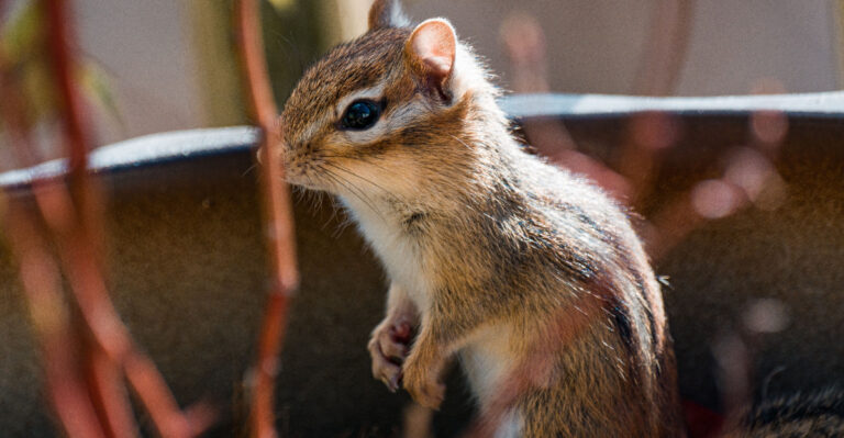 chipmunk in garden pot
