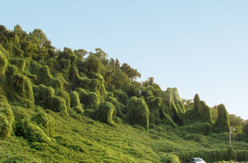 What Is Kudzu And How Did It End Up In East Texas?
