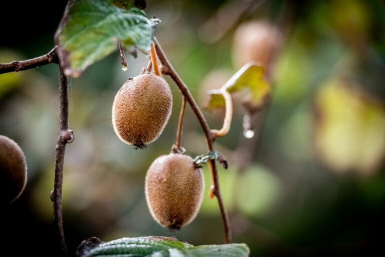 kiwi