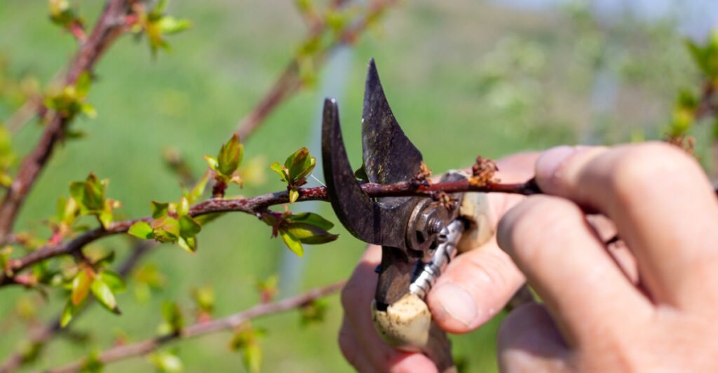 This Is The Best Time To Prune Fruit Trees In California For Bigger ...