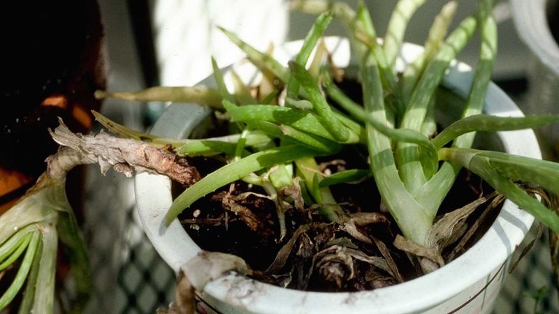 Spot Hidden Winter Damage Before It Wrecks Your Plants
