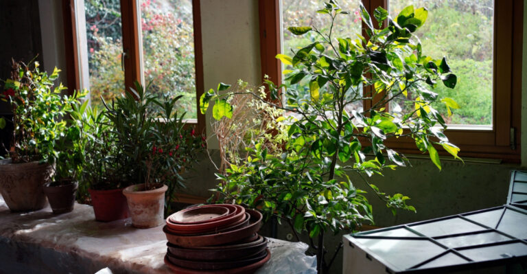 overwintered plants