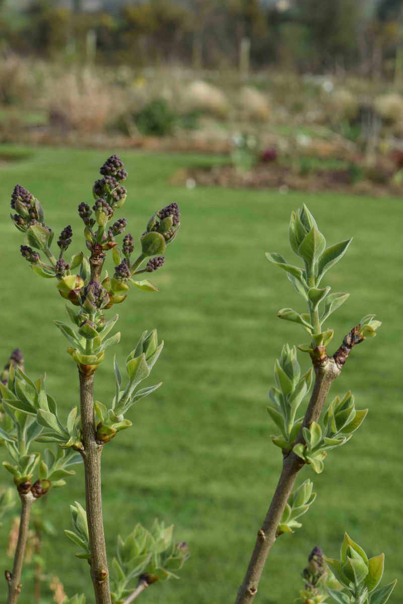 Early Spring Pruning Removes This Year's Flower Buds