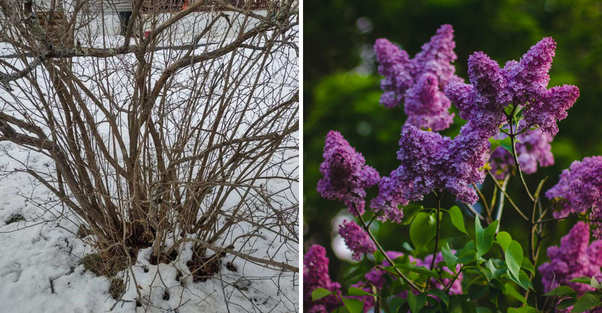 pruned lilac and blooming lilac