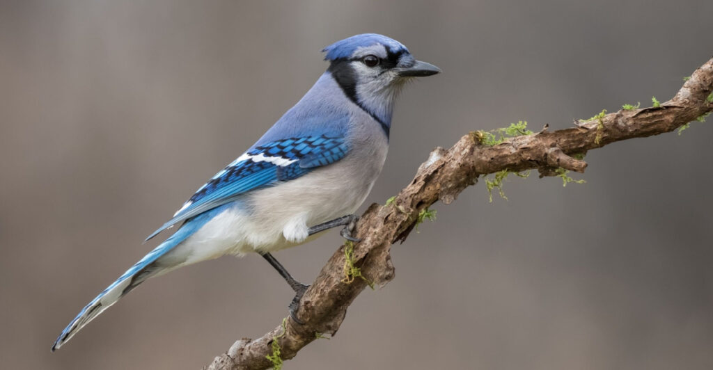 Blue Jay Tree This Is The Native Ohio Tree Blue Jays Depend On