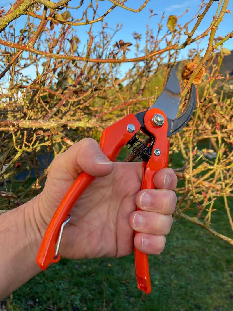 Wait Until Georgia's Last Expected Frost Has Passed Before Pruning