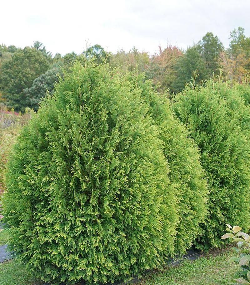 Arborvitae (Thuja occidentalis)