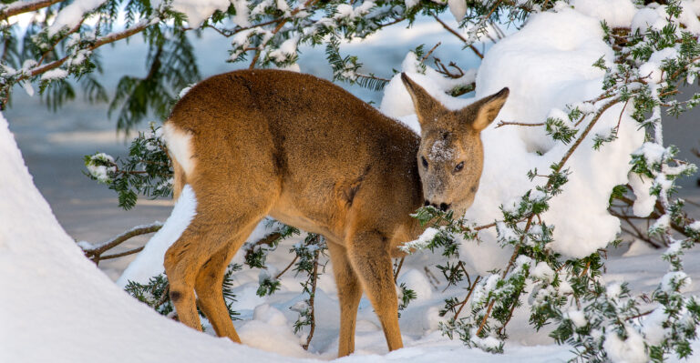 deer in snow