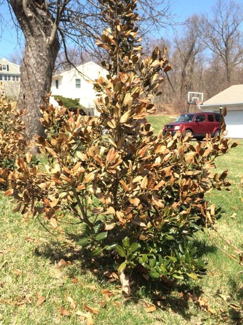 Check For Winter Damage Early