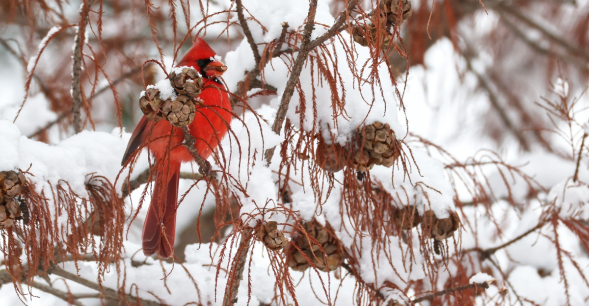 Male northern cardinal perched in snowy landscape in southwestern Ohio