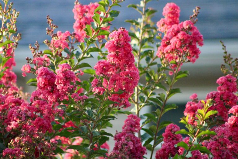crepe myrtle